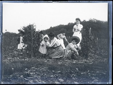 « Derniers jours avant les vendanges, les enfants mangent du raisin dans les vignes à Beaucouzé »
