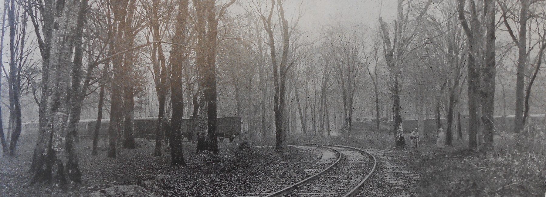 Photo d'un train dans la forêt