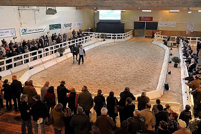 Rond de présentation pour la vente de chevaux, Le Lion d'Angers