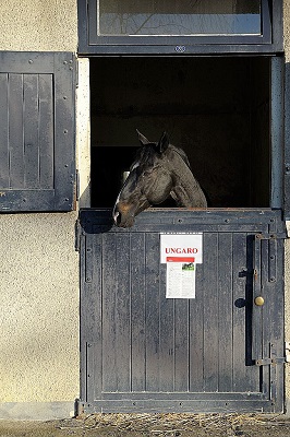 Ungaro, cheval de course, Domaine de l’Isle-Briand, Le Lion d'Angers