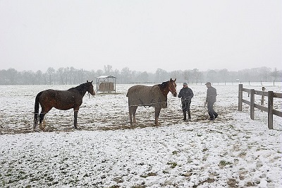 Chevaux au domaine de l’Isle-Briand au Lion-d’Angers